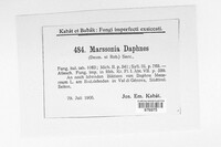 Marssonina daphnes image